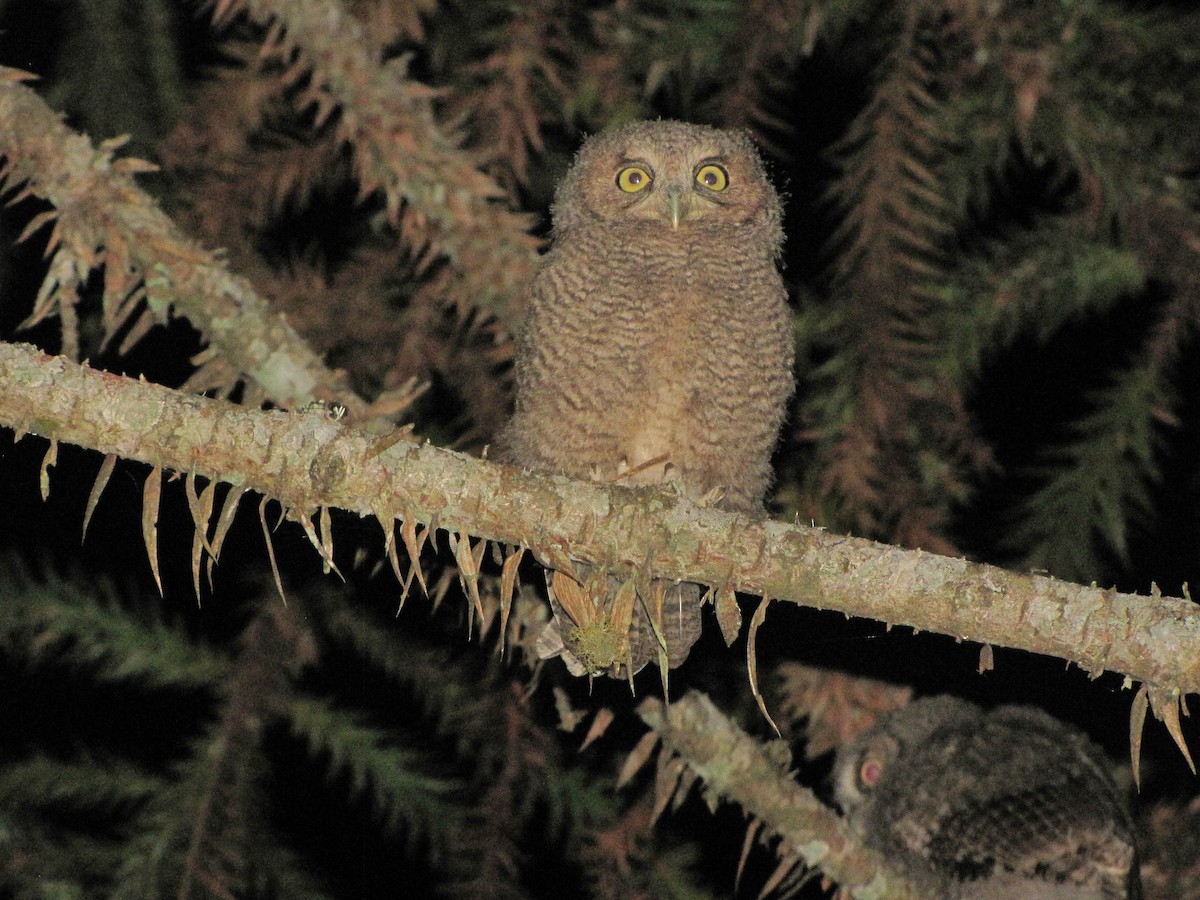 Long-tufted Screech-Owl - ML702763