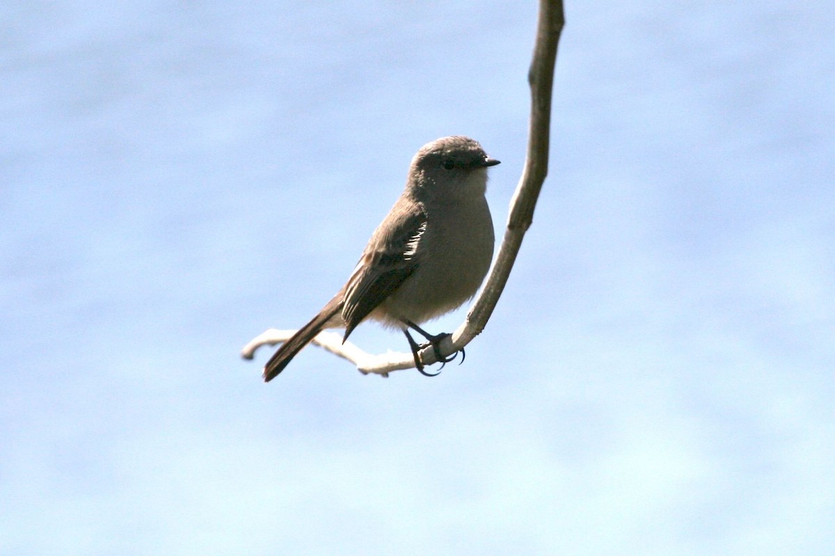 Sooty Tyrannulet - ML702767