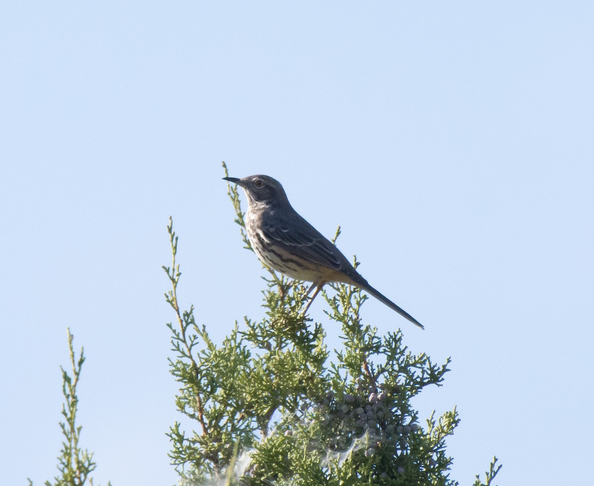 Sage Thrasher - ML70278501