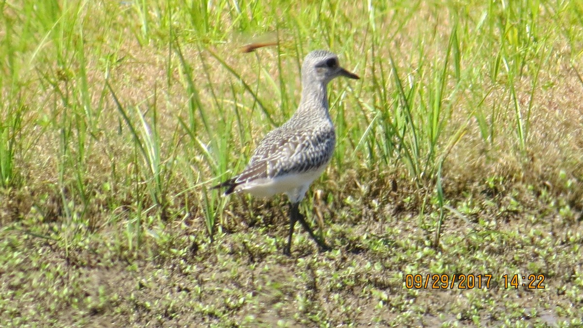 Black-bellied Plover - ML70278641