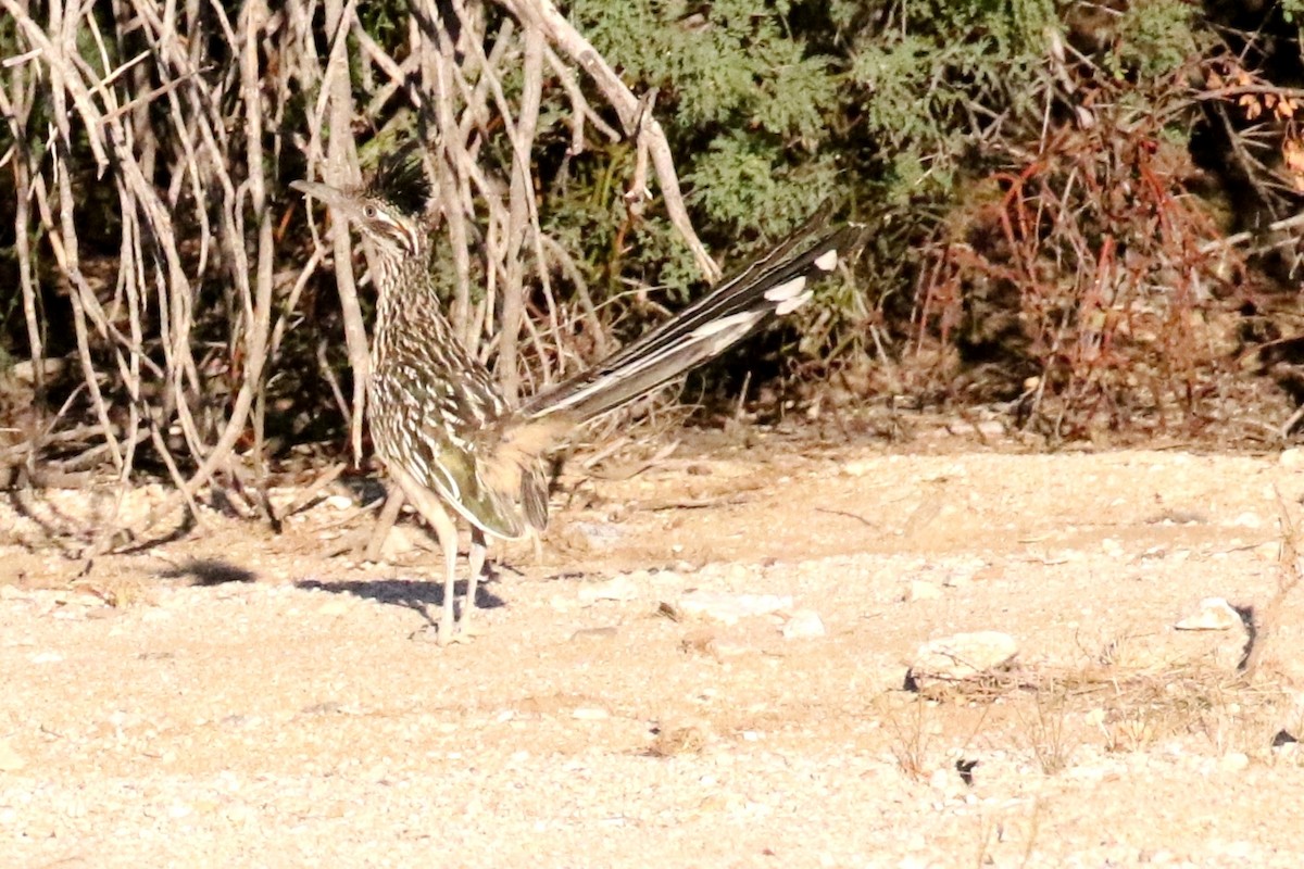 Greater Roadrunner - ML70278781