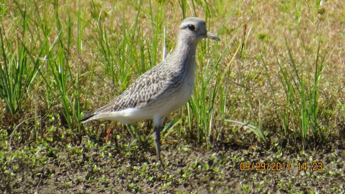 Black-bellied Plover - ML70279371