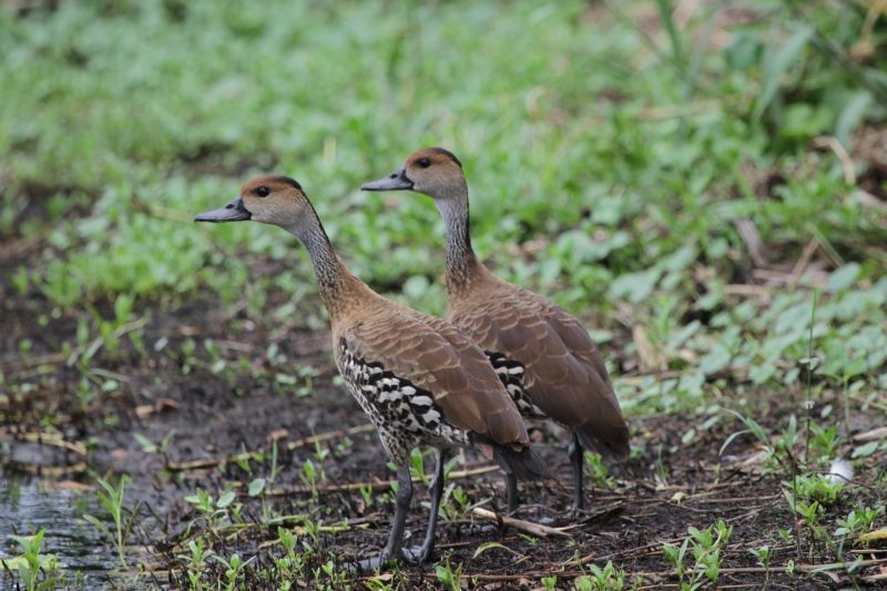 Dendrocygne des Antilles - ML702797