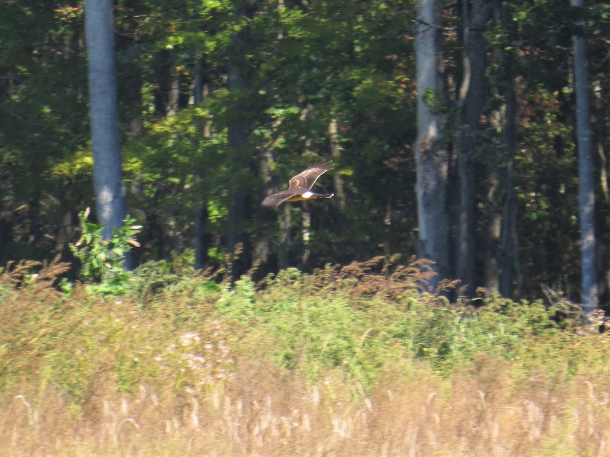 Northern Harrier - ML70280661