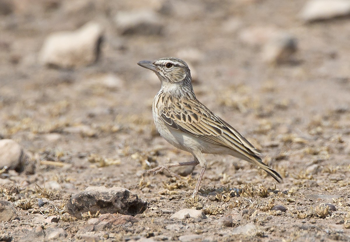 Sabota Lark (Bradfield's) - Marco Valentini