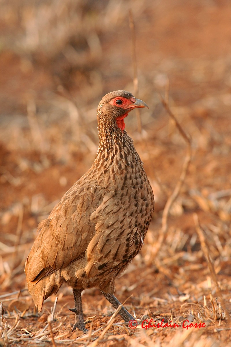 Swainson's Spurfowl - ML702830