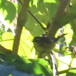 Black-throated Blue Warbler - valerie heemstra