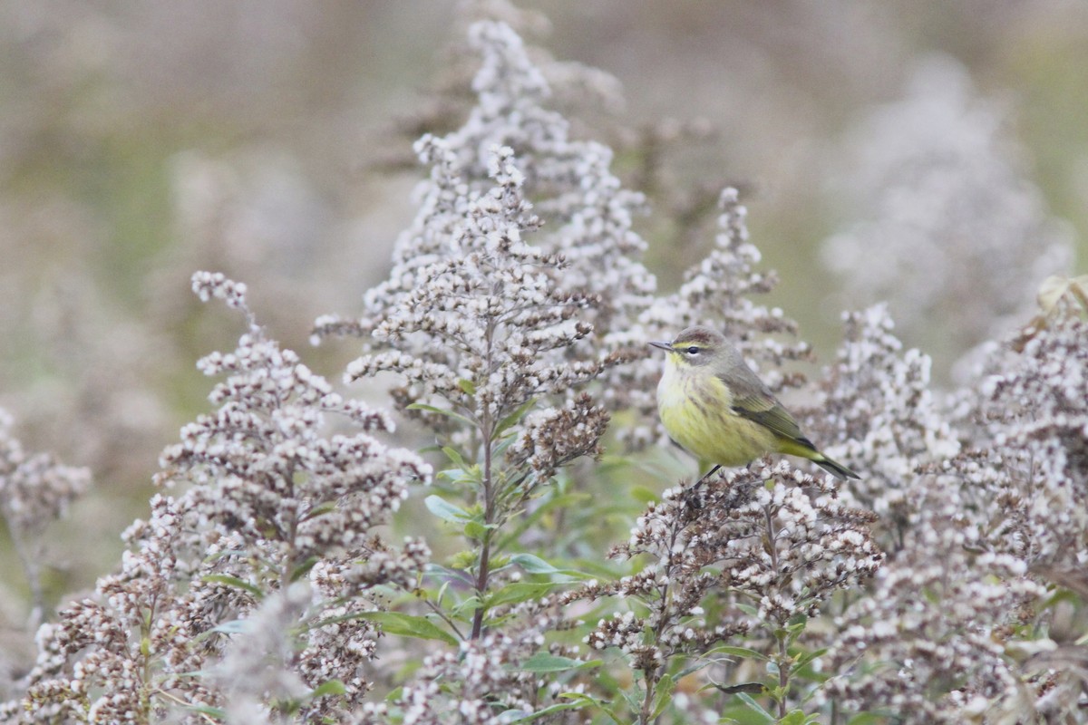 Palm Warbler (Yellow) - ML70284241