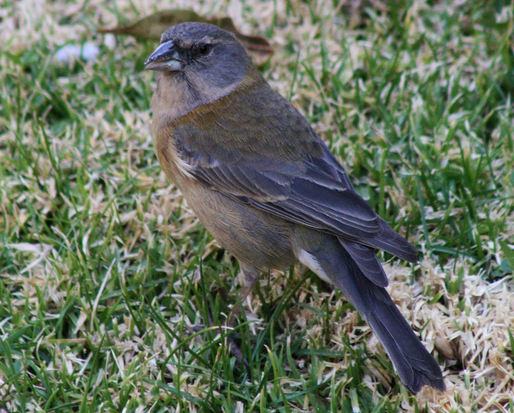 Peruvian Sierra Finch - ML702851