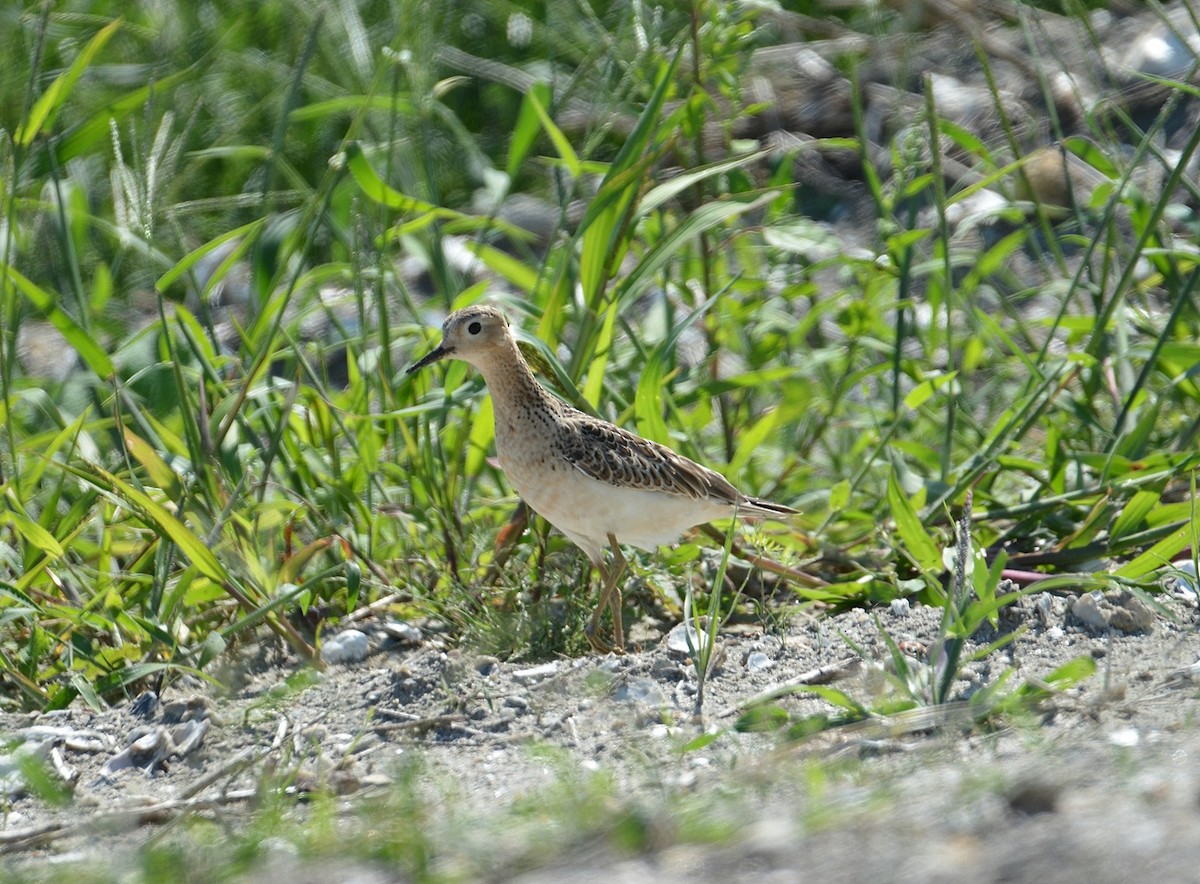 Buff-breasted Sandpiper - ML70285141