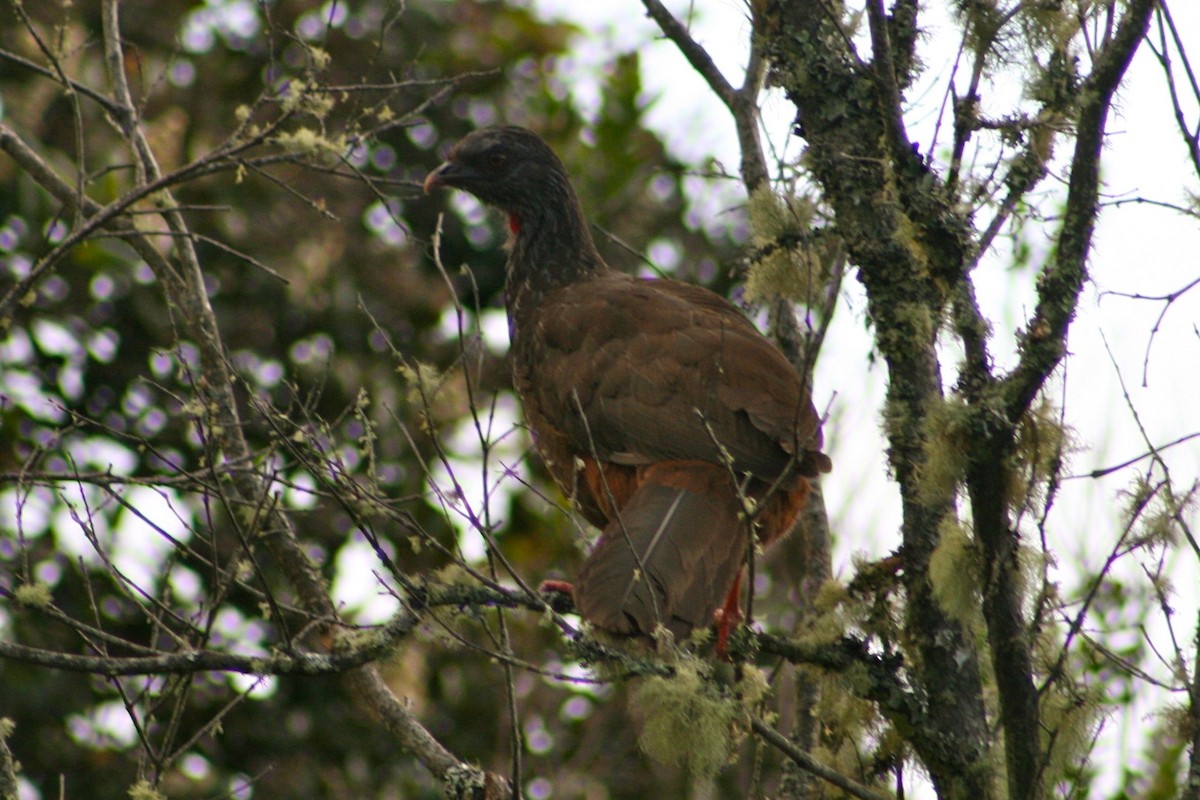 Andean Guan - ML702863