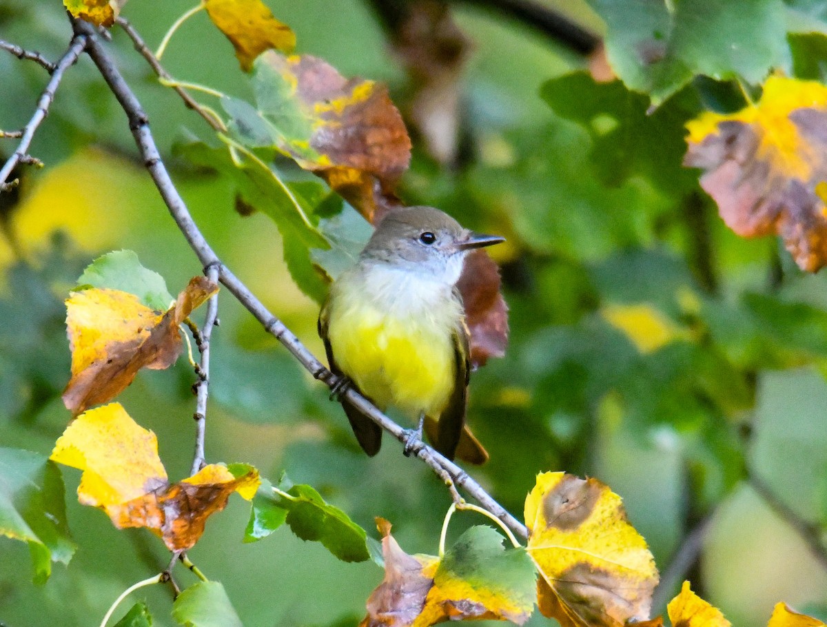 Great Crested Flycatcher - ML70287211