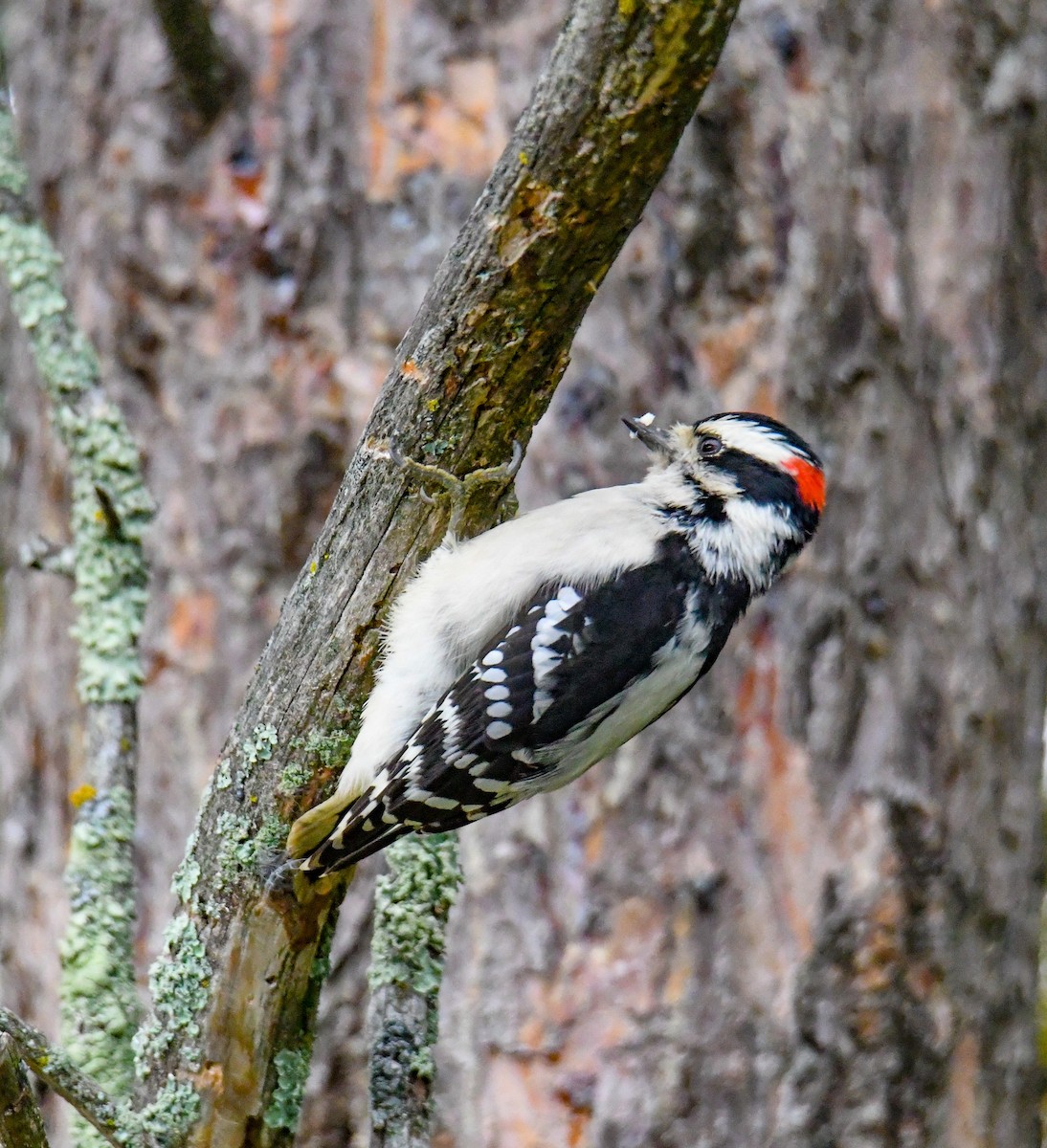 Yumuşak Tüylü Ağaçkakan (pubescens/medianus) - ML70288231