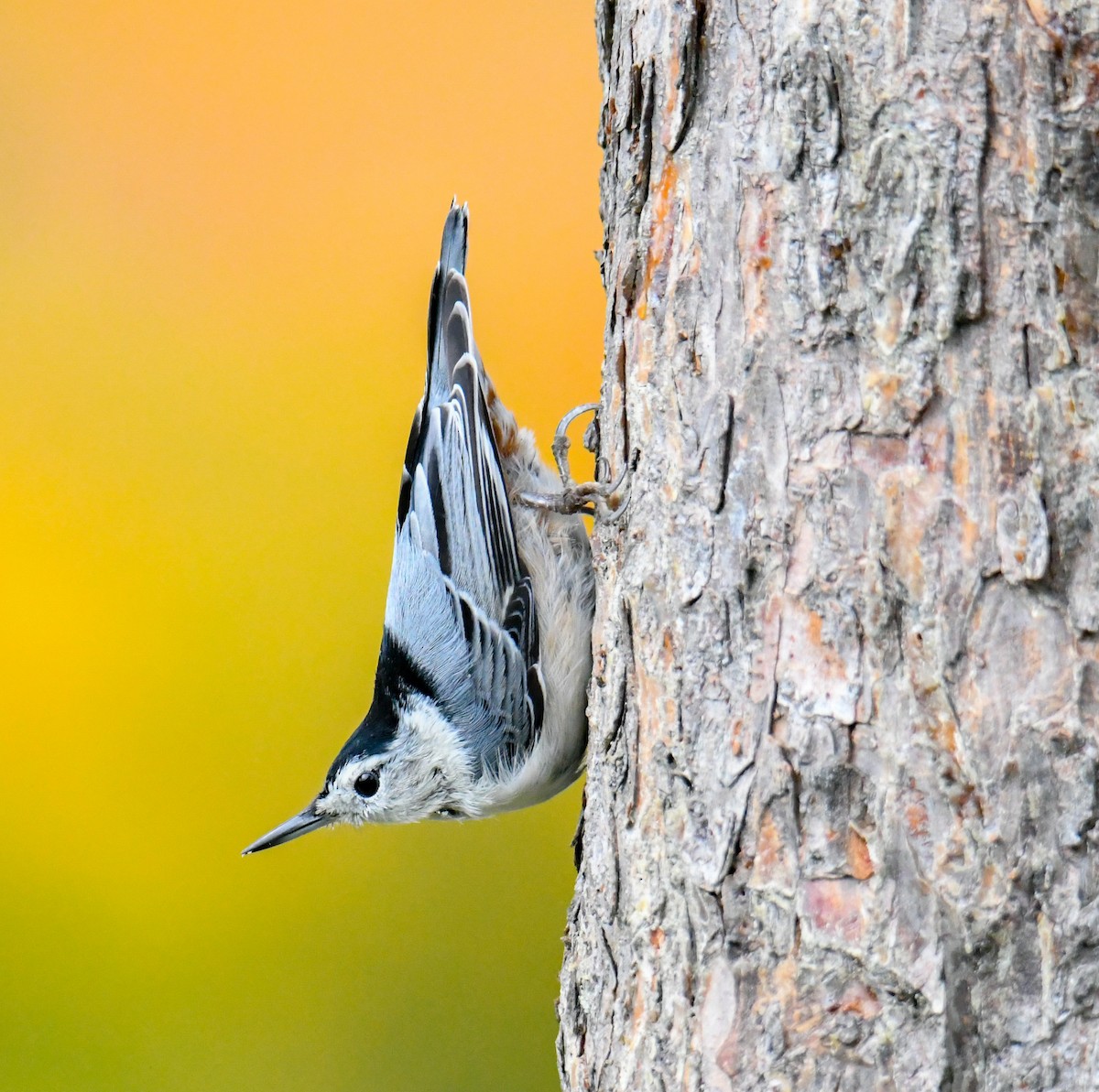 hvitbrystspettmeis (carolinensis) - ML70288281