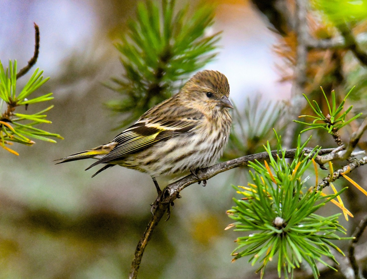 Pine Siskin - Shawn Kuck