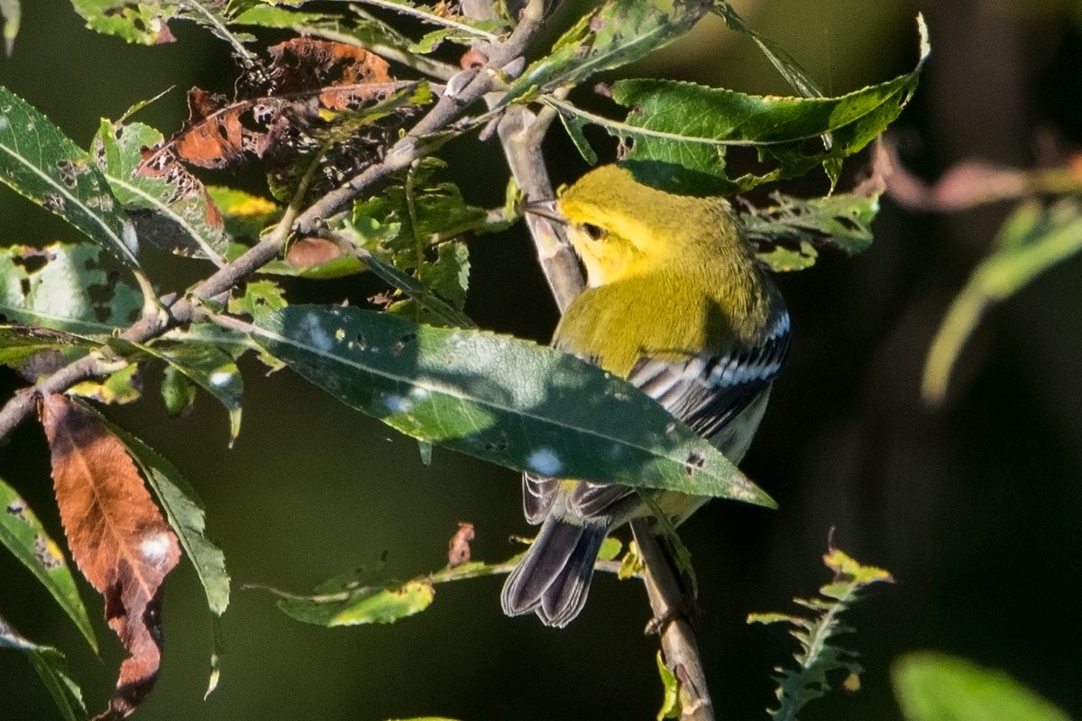 Grünmantel-Waldsänger - ML70288621