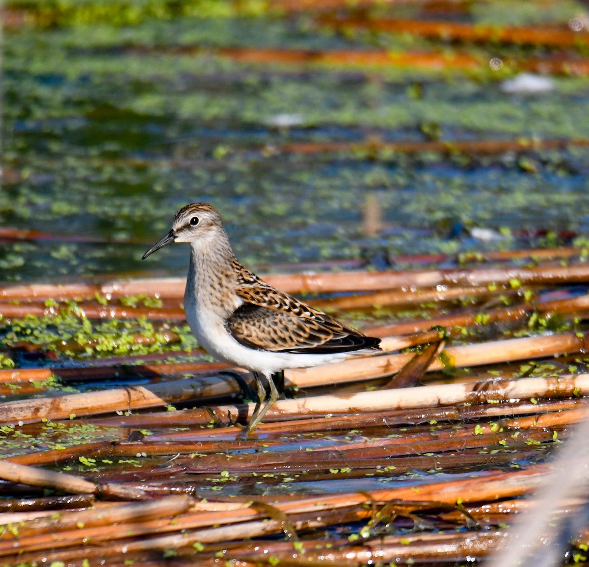 Least Sandpiper - ML70289401