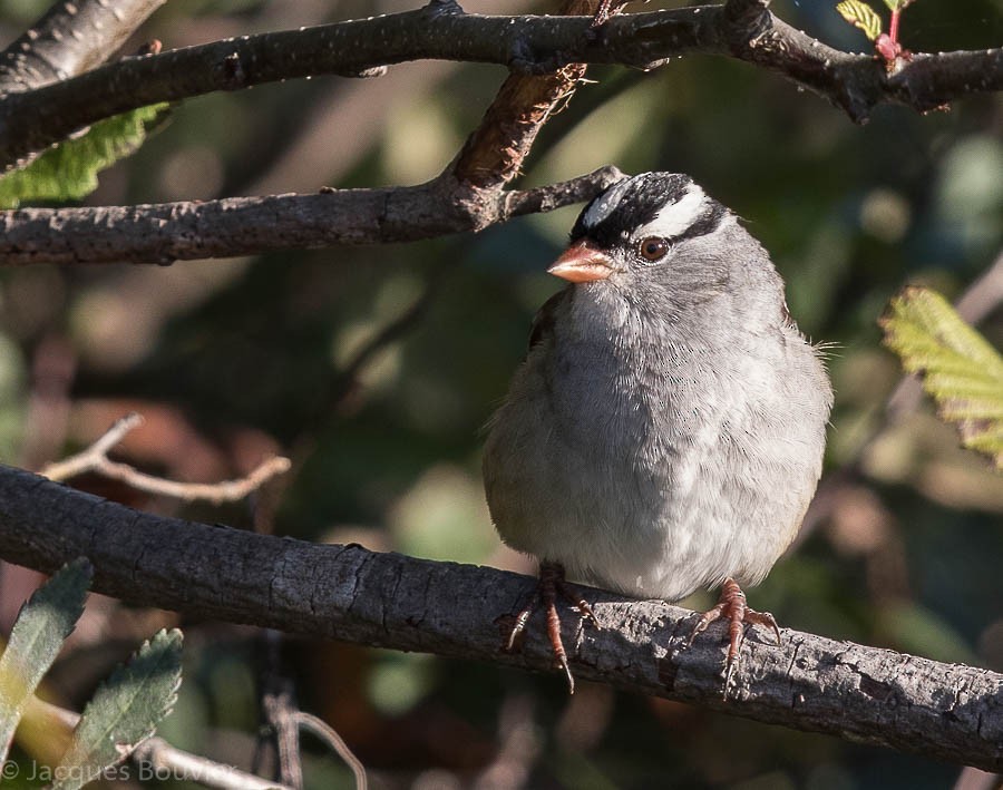 White-crowned Sparrow - Jacques Bouvier