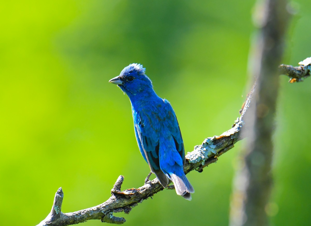 Indigo Bunting - Shawn Kuck