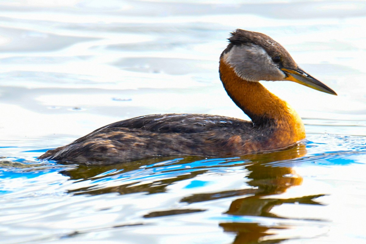 Red-necked Grebe - Shawn Kuck