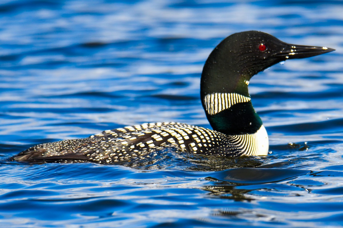 Common Loon - ML70290821