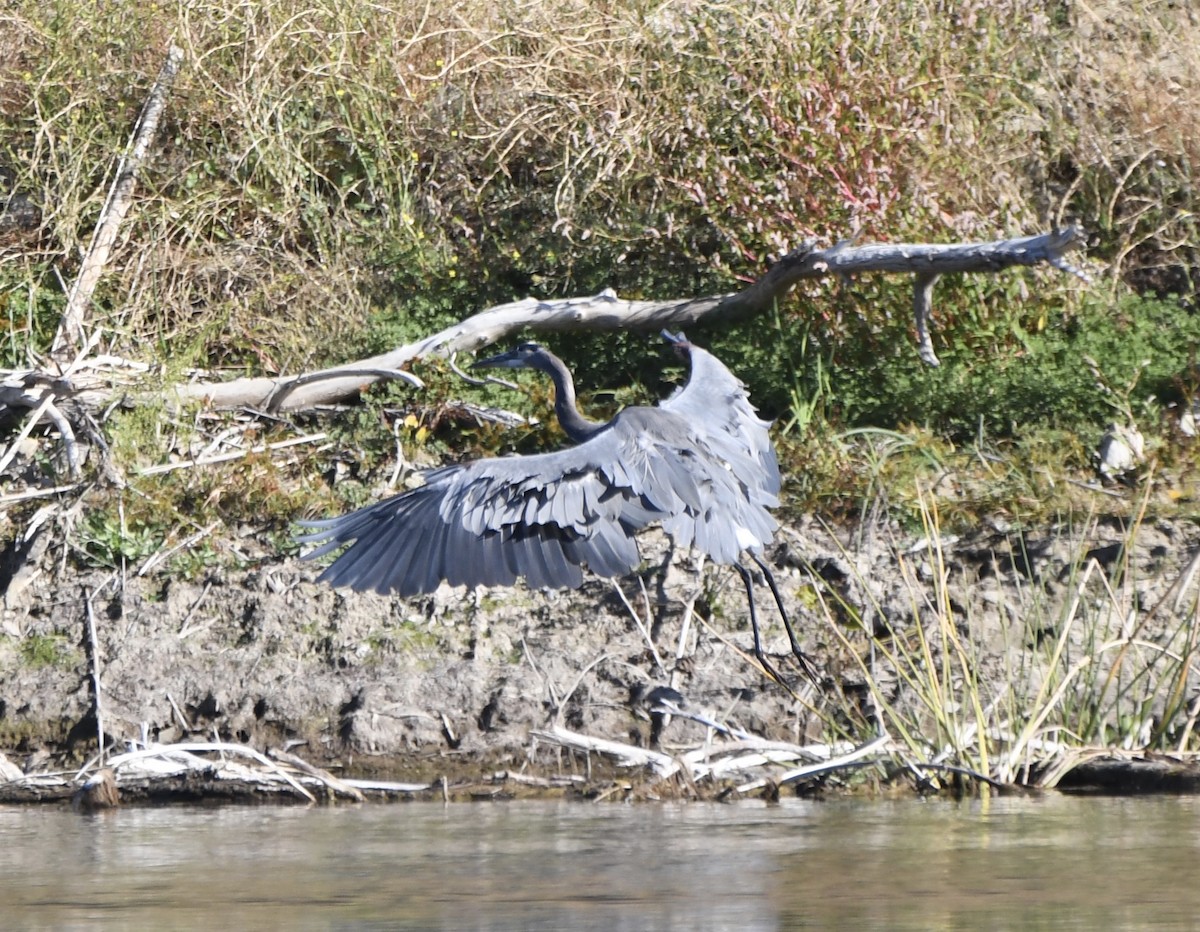 Great Blue Heron - ML70290971