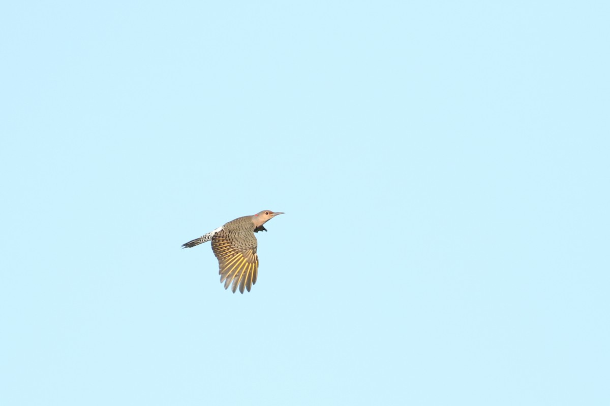 datel zlatý (ssp. auratus/luteus) - ML70291091