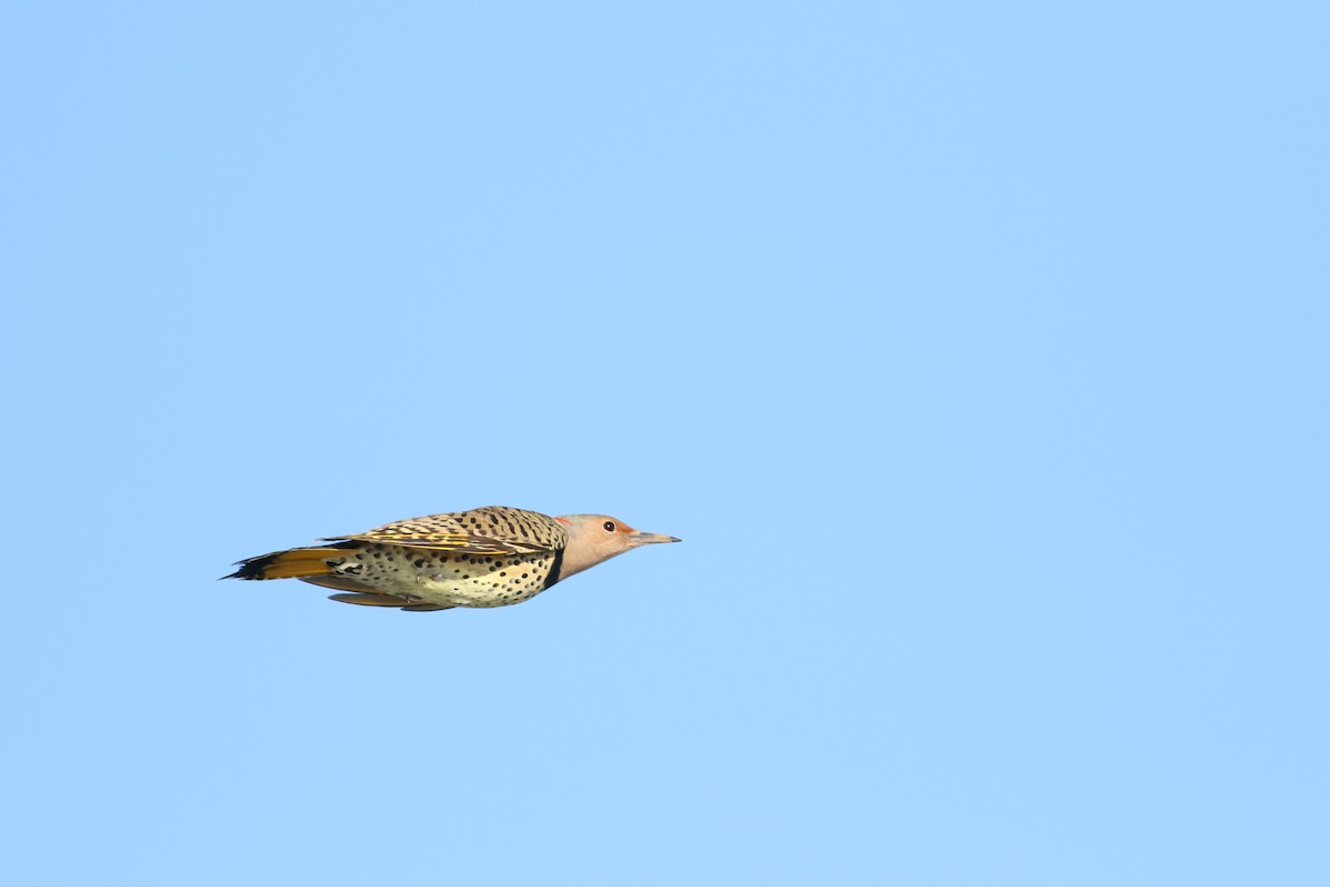 Northern Flicker (Yellow-shafted) - Jonathan Eckerson