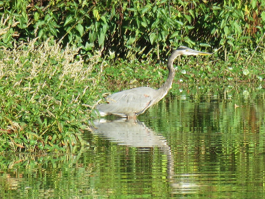 Great Blue Heron - ML70291191