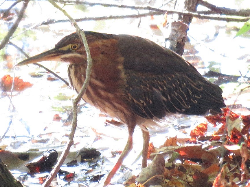 Green Heron - ML70291211