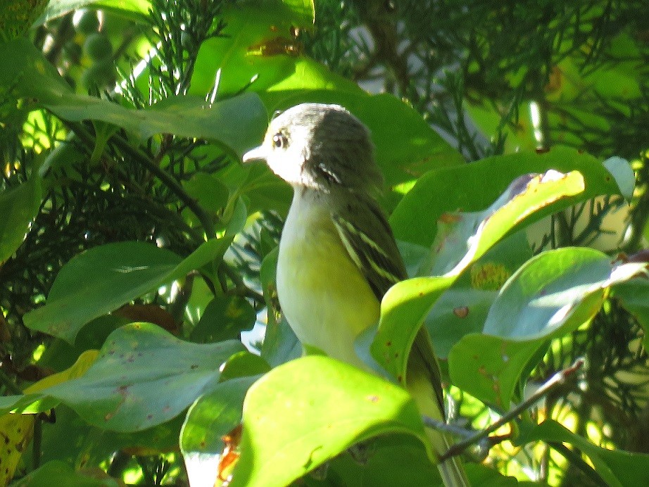 White-eyed Vireo - ML70291371