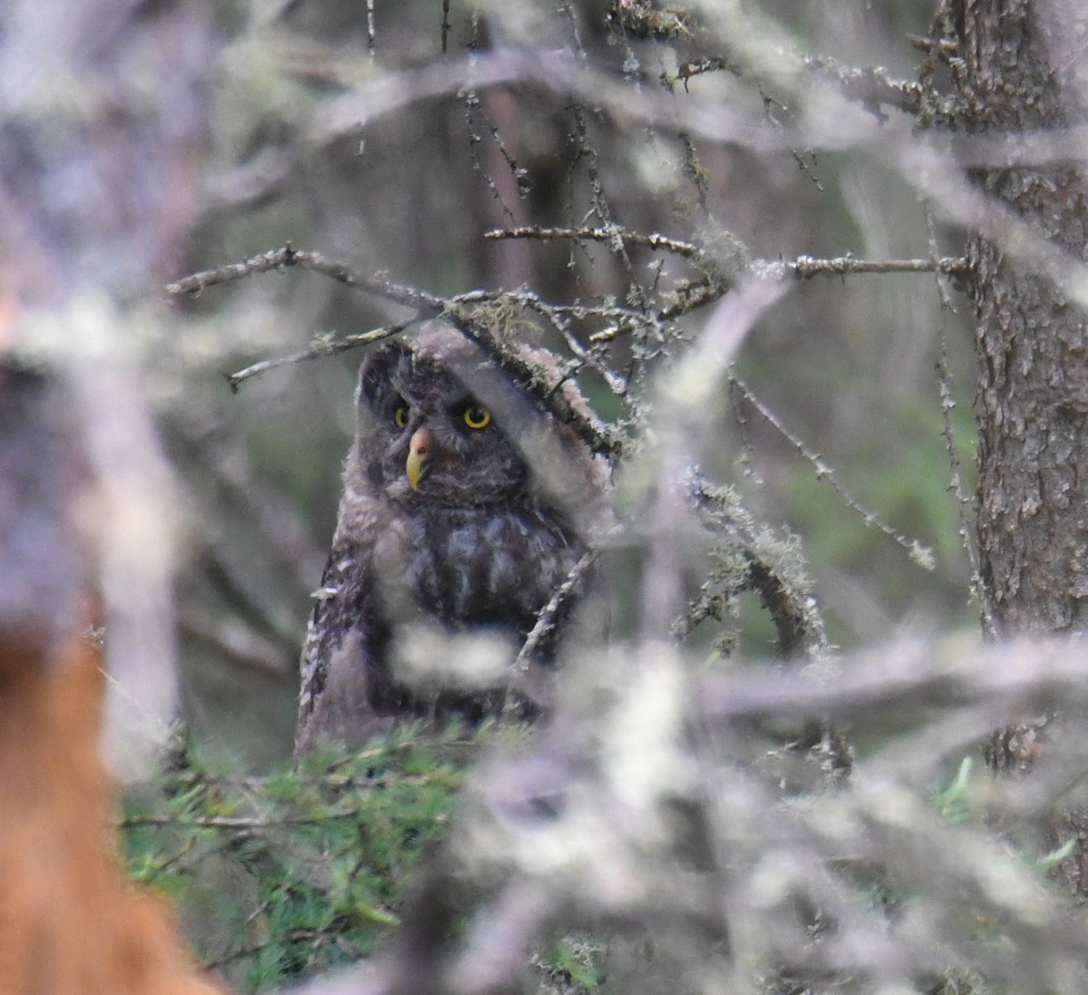 Great Gray Owl - Shawn Kuck