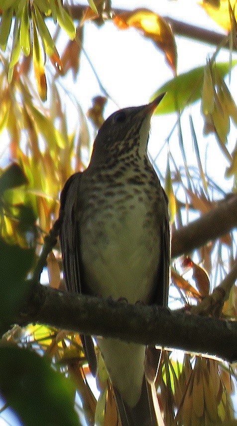 Catharus sp. - ML70291481