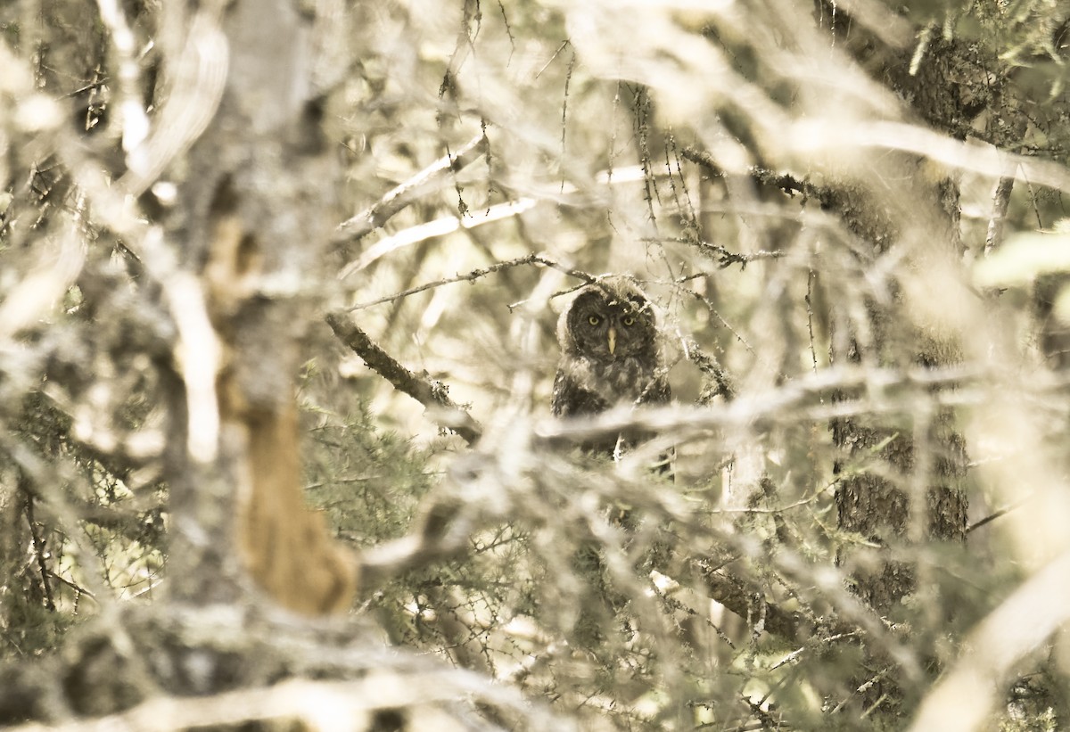 Great Gray Owl - Shawn Kuck