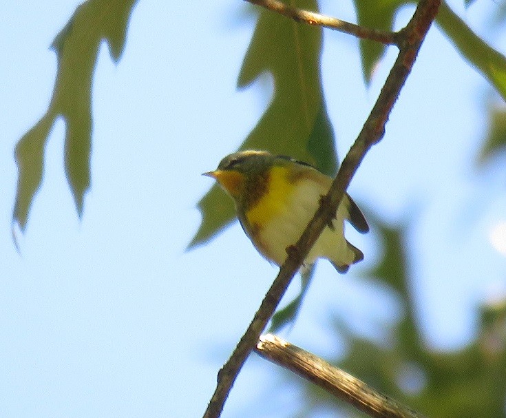 Northern Parula - ML70291641