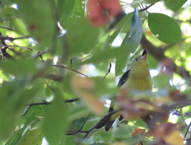 Scarlet Tanager - ML70291661