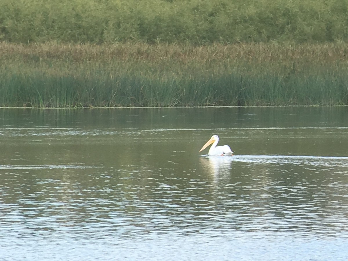 American White Pelican - ML70291711