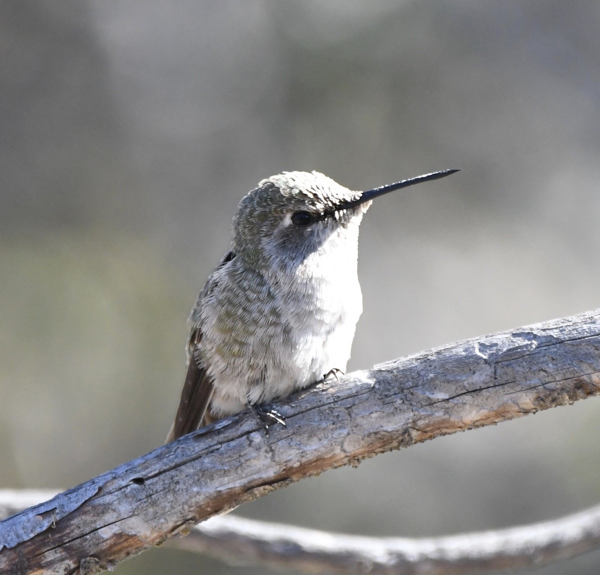 Trochilidae sp. - ML70291881