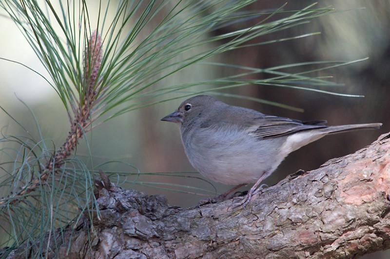 Tenerife Blue Chaffinch - ML702921