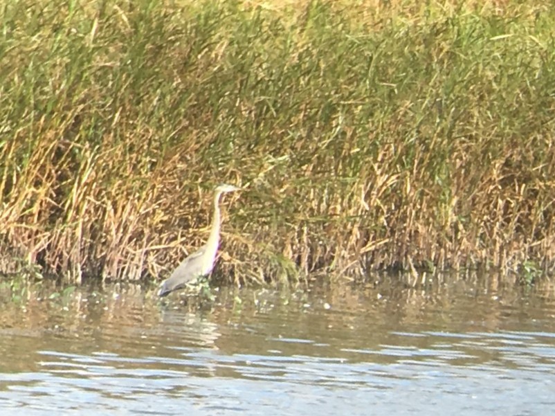 Great Blue Heron - ML70292131