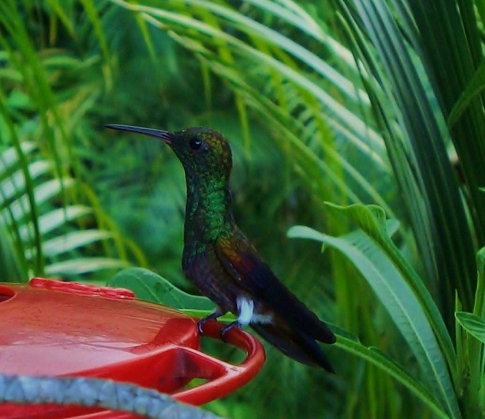 Copper-rumped Hummingbird - nigel lallsingh