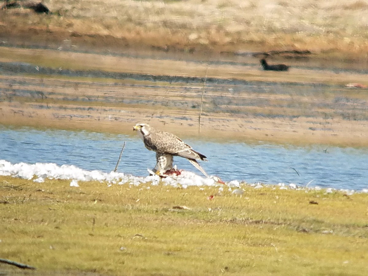 Prairie Falcon - ML70295161