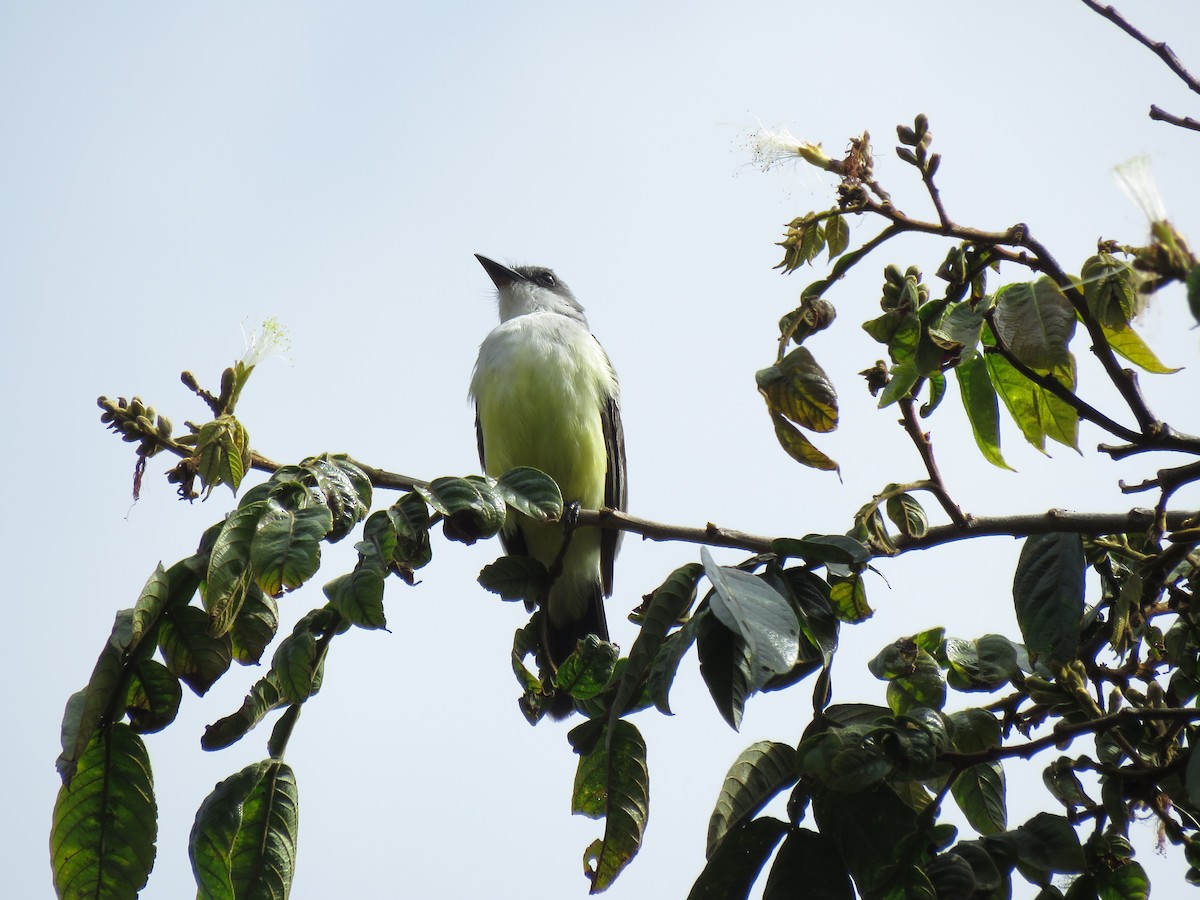 Snowy-throated Kingbird - ML70296061