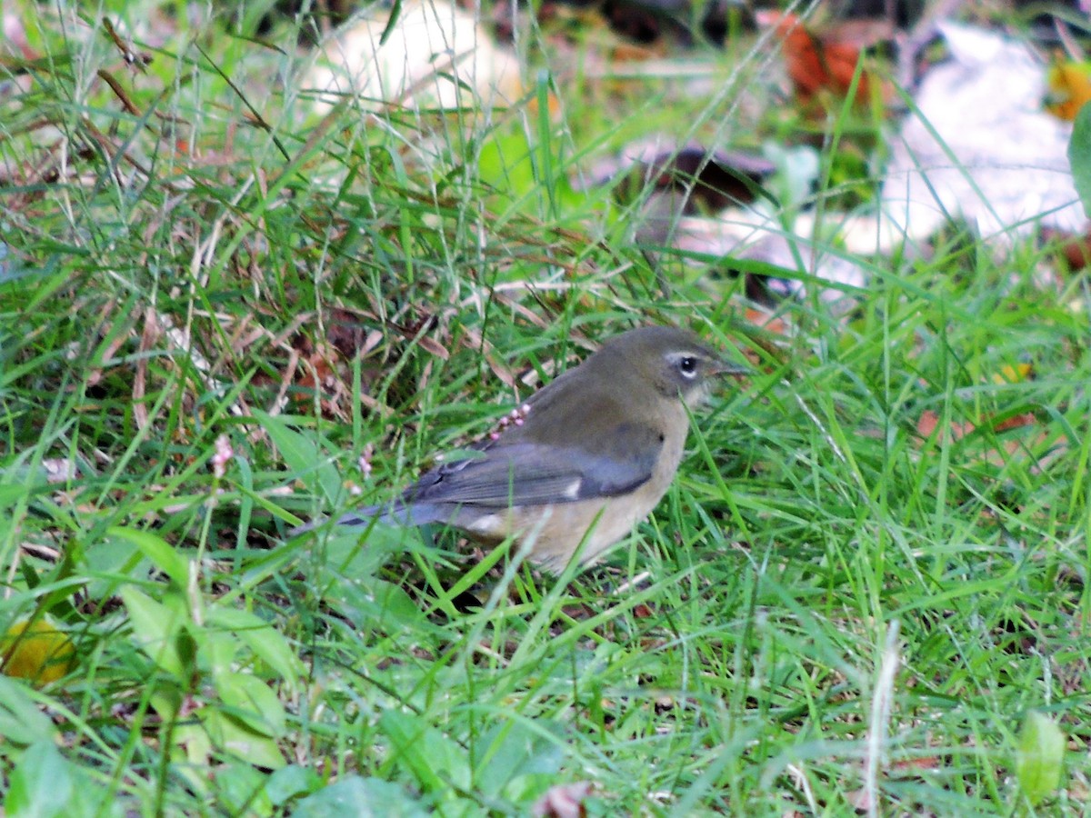 Blaurücken-Waldsänger - ML70296271