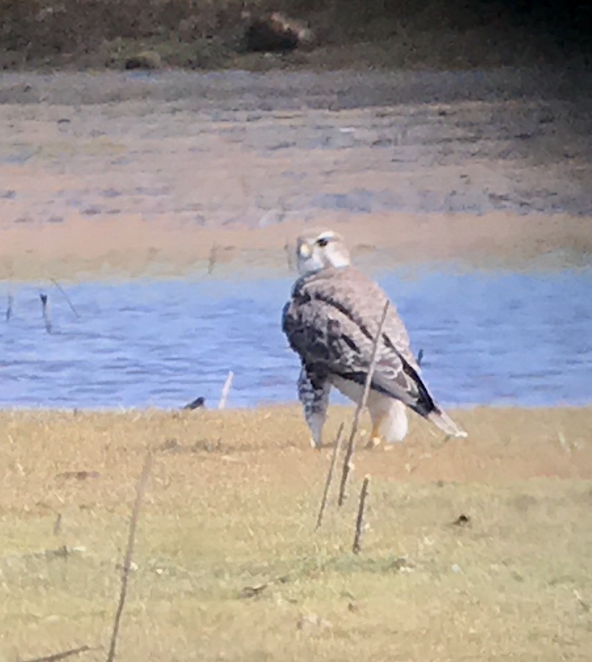 Prairie Falcon - ML70296491