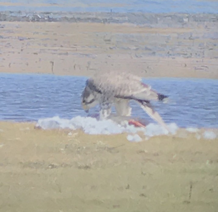 Prairie Falcon - ML70296521