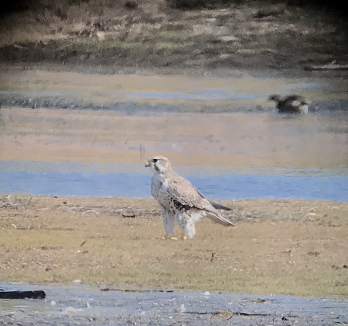 Prairie Falcon - ML70296531