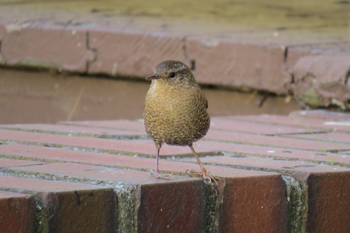 Winter Wren - Cathy Weiner