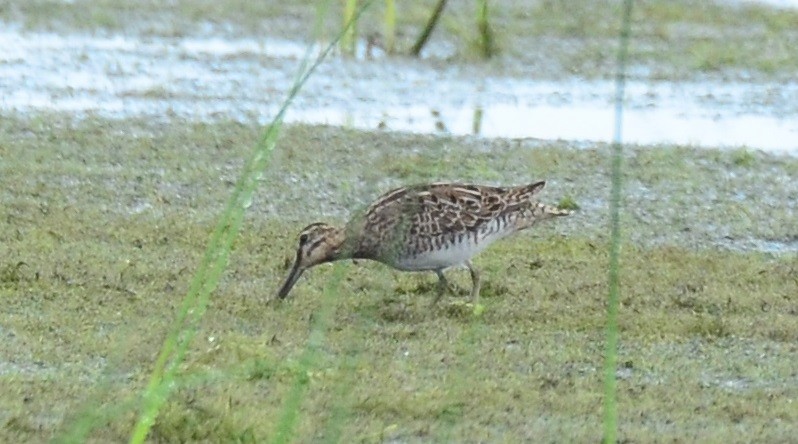 Pin-tailed Snipe - Premchand Reghuvaran