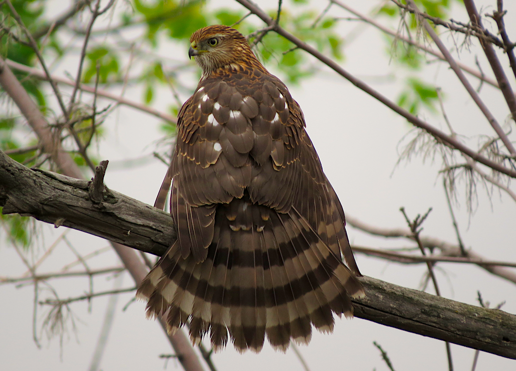 Cooper's Hawk - ML70297931